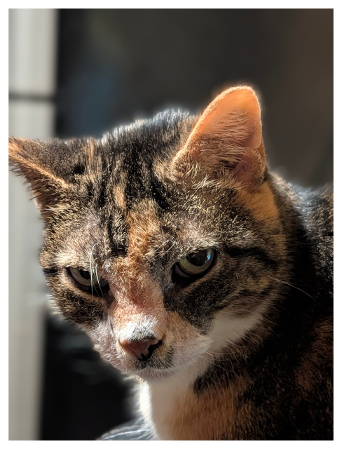close-up of a calico cat with green eyes lying atop an unseen swivel chair making eye contact. the background is out of focus, dark and light geometric figures.