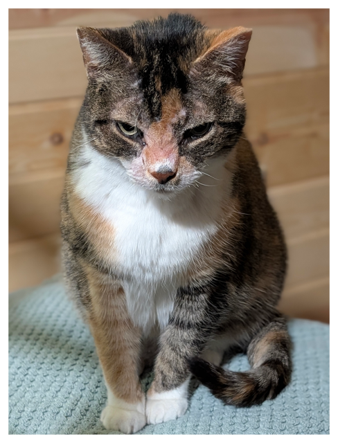 close-up of a calico cat with white markings and green eyes sitting on a quilted =, light green towel on an unseen chair, making eye contact? the background is a wood-paneled wall.