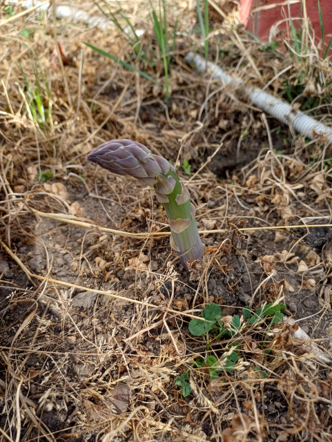 En runt 7 cm hög och kraftig sparris i en bädd av vissnade strån.
