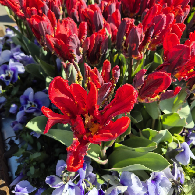 Red wrinkly tulkps next so some purple flowers. 