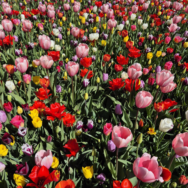 A field full of mixed color tulips, some open some still closed. 