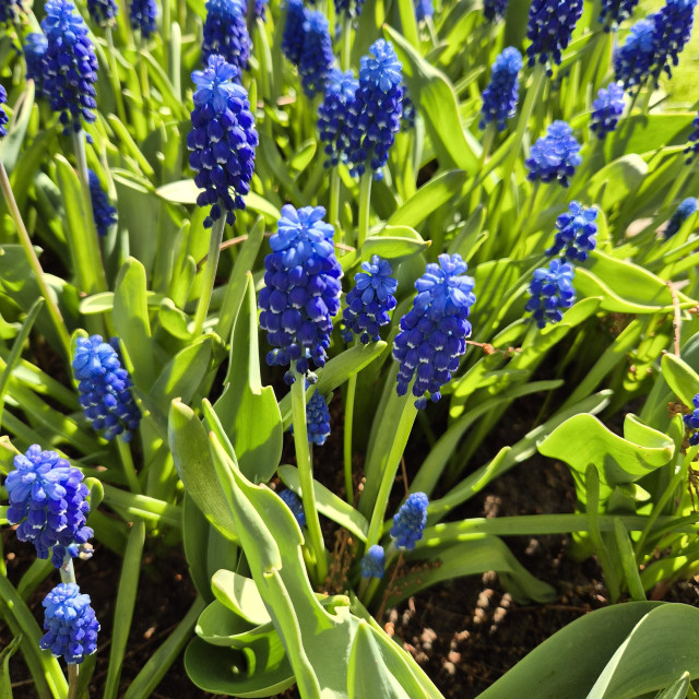 Pretty bluw flowers - many tiny white rimmed dark blue bells on a single stem. 