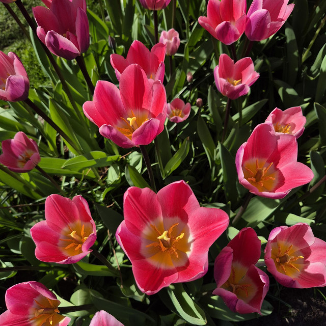 Veey pink tulips with a white and yellow heart. 