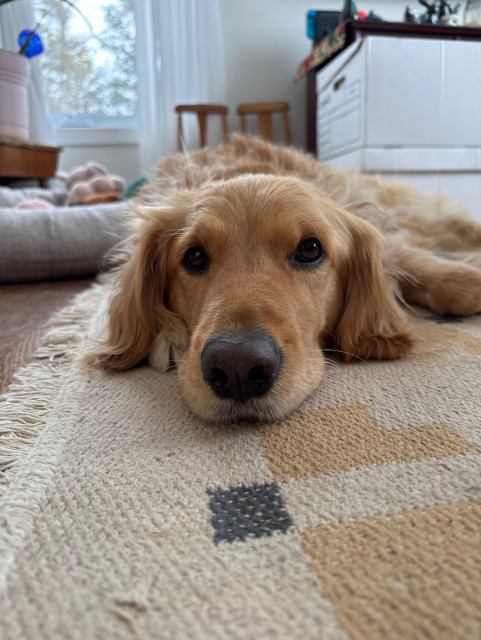 Close up of Penelope lying on a rug facing the camera. Her bed and some boxes are in the background. 