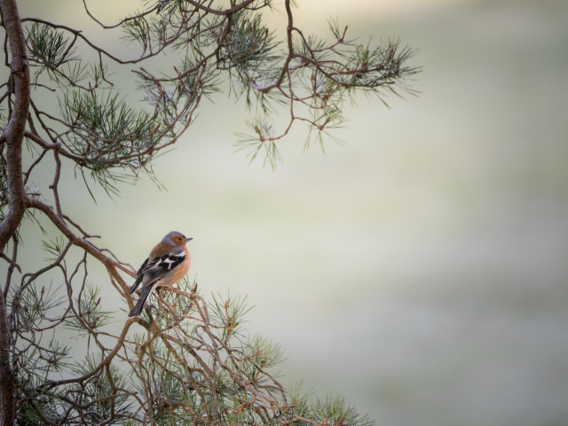 Male chaffinch sitting on a pine tree branch against a light green backdrop.