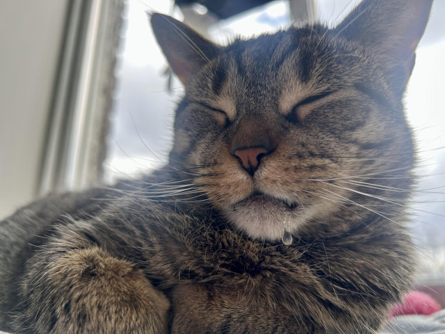 frankie; my tabby cat. shes napping in the window while drooling 