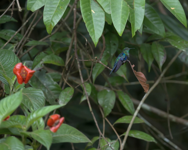 A photograph of a dark patch of neotropical forest with a couple of those red flowers that look like lips in bloom but if you look a little harder you will see a shiny blue-violet and green hummingbird known as the Crowned Woodnymph.  Arena Blanca, Peru. Photo by Peachfront.