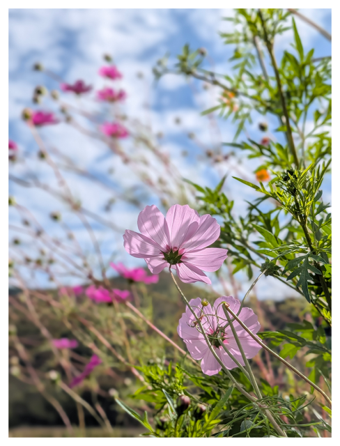 close-up of two light pink cosmos flowers in sharp focus with green stems and leaves. In the background, blurred clusters of pink flowers and foliage are visible against a blue sky with scattered white clouds over a forested mountain ridge.
