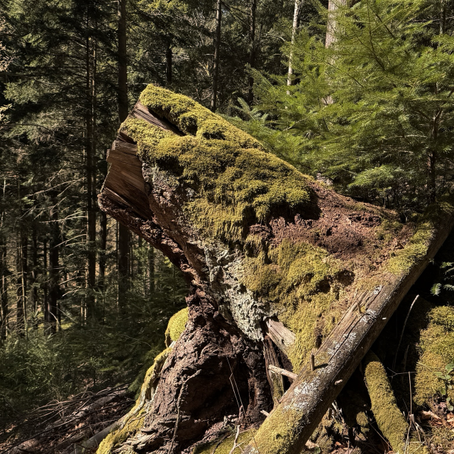 A photo of a tilted tree stump covered in moss and lichen, in a sunny conifer forest.