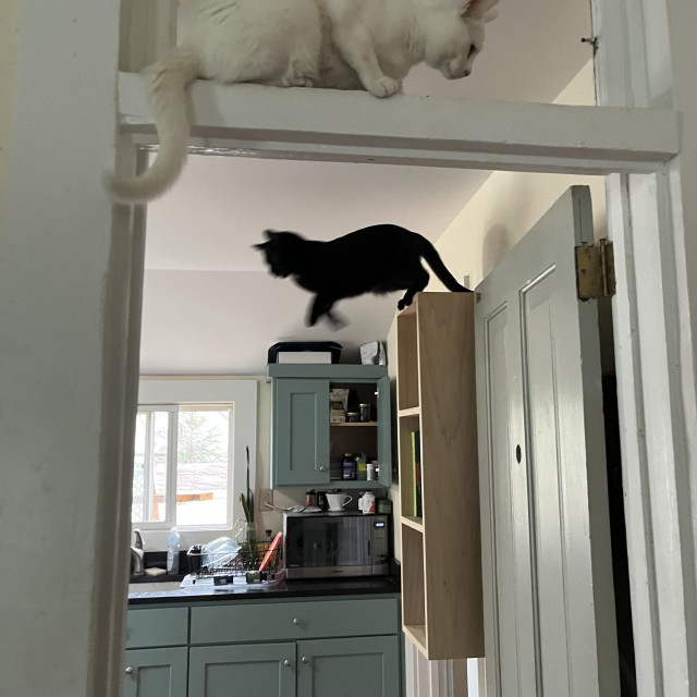 a black cat begins his leap off a high kitchen shelf while a white cat sits over a door frame