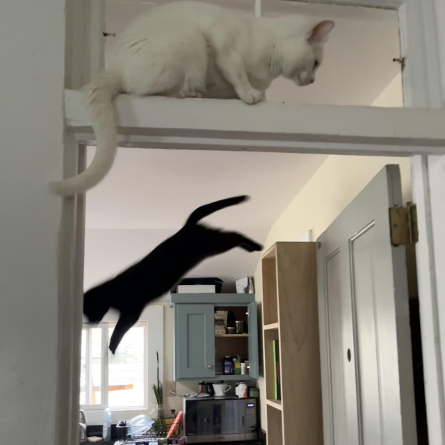 a white cat sits on a door from, noticing a black cat who is leaping off a high shelf in the kitchen