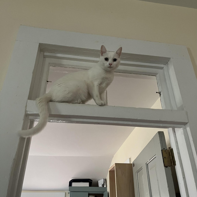 a cute white cat looks down on us from a door transom