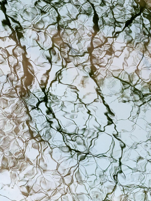 This image captures the reflection of bare tree branches on the surface of gently rippling water. The result is a composition that blurs the line between a photograph and an ink-wash painting.

The image is nearly monochromatic but leans into soft, organic tones. It features deep charcoal and mossy greens in the shadows, set against a pale, grey and off-white background that represents the sky.