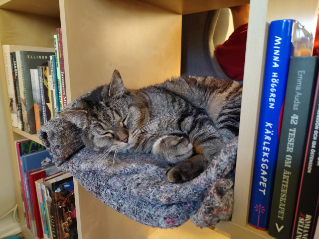 Katten Morris ligger i bokhyllan och myser