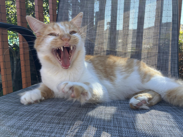 A young, fuzzy, yellow and white kitty is sitting on a chair on a sunny patio. He's yawning with his mouth wide open and his eyes squinting. You can see all of his little teeth and the rough bits on his tongue.