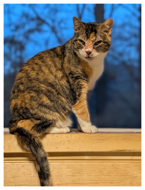 a calico cat with with green eyes sits on a wooden windowsill, looking right, making eye contact. the background is out of focus trees under a darkening blue sky. 