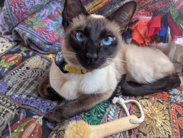 A young Siamese cat on a splendidly fancy embroidered pillow, with a small soft brush by her side 