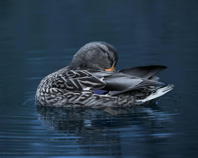 A female mallard duck floats on deep blue-grey water with her head tucked into her wing, revealing the intricate pattern of her brown and cream speckled feathers and a flash of iridescent purple-blue on her folded wing. Small ripples radiate outward across the still water around her, and her orange-tipped bill is just visible tucked against her body.
