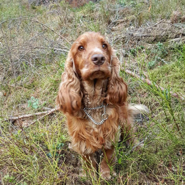 Joshi, the cockerspaniel boy.