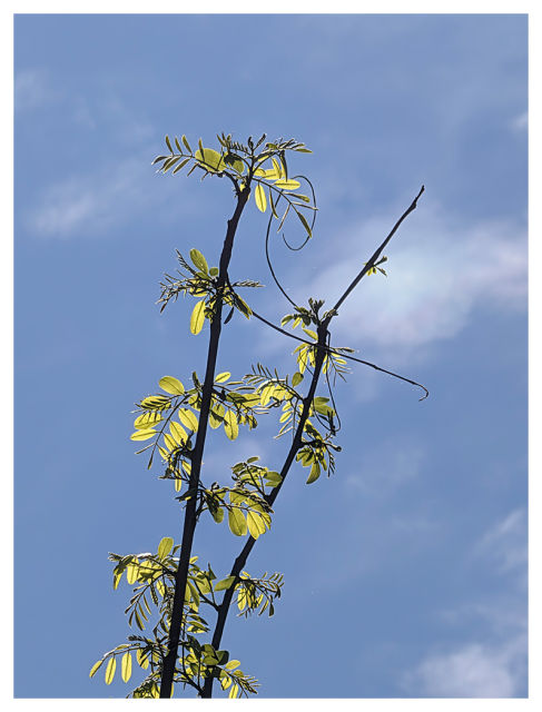 a slender plant stem with delicate, small green leaves reaches upward against a bright blue sky. sunlight highlights the leaves. faint wisps of white clouds are visible in the background.