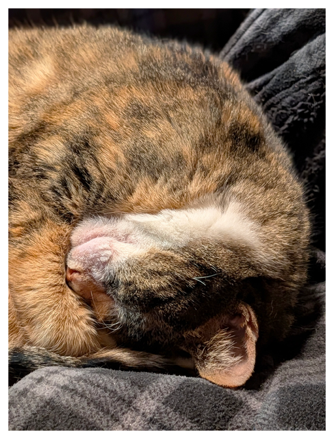 close-up of a calico cat, curled up tightly, sleeping with its head tucked under its body. her pink nose, closed eyes, and one ear are visible. she's lying on a lined plaid jacket.