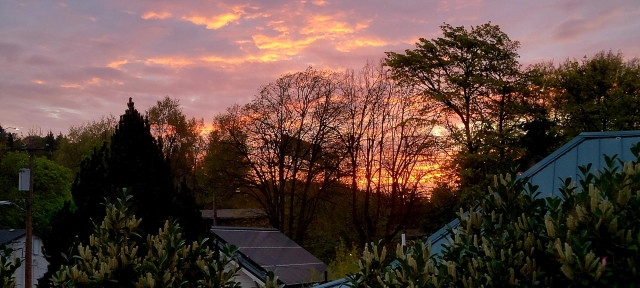 Intensely orange glassy sunrise viewed through partially leafed out trees.