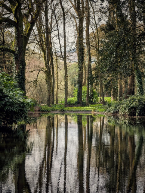 A vertical shot of a calm pond reflecting a dense woodland. Tall, slender deciduous trees with pale bark and patches of green moss rise from the grassy bank, their straight trunks perfectly mirrored in the dark, rippling water below. Thick, dark green ivy climbs several of the trunks. To the left, a large, leafy evergreen shrub frames the water. The lighting is soft and diffused, creating a serene, moody atmosphere with a palette of earthy browns, deep greens, and silvery reflections.
