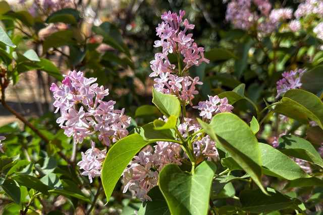 Pale lavender-pink clusters of fragrant lilac flowers on the ends of stems with their green leaves in the bright morning spring sunshine.