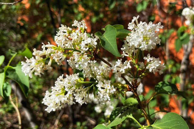 Clusters of fragrant, white lilac flowers on the ends of stems with their green leaves in the bright morning spring sunshine.