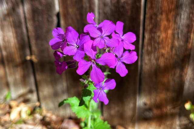 A cluster ofmMagenta-purple lunaria flowers, each with four petals, blooming on the top of their stem with green leaves below, a weathered brown wooden fence in the background on a bright and sunny spring morning.