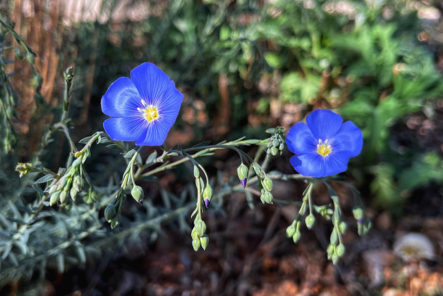 A pair of deep blue flax flowers with yellow centers blooming on the ends of their thin, green, arching stems, with closed green buds of other flowers waiting to bloom, plus greenery from other vegetation blurred in the background.