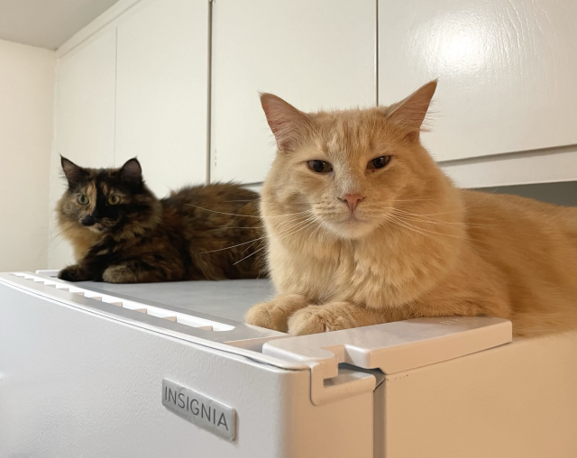 Two cats laying on top of a refrigerator, one a big fluffy orange cat with a lion’s mane, the other a long haired tortoiseshell