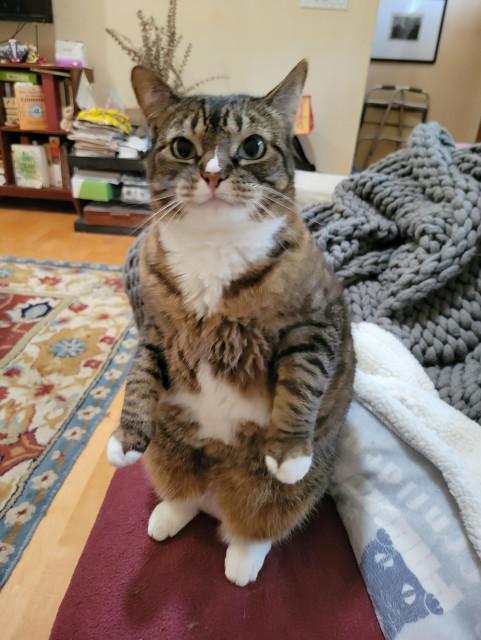A chubby brown tabby sitting up on her haunches like a bunny. Her white hind feet stick out from her tawny haunches, which form a strong platform to stack her stocky body upright. Her two front legs stick out in front of her, white toes dangling as she balances. Her wide shoulders are set back to complete the stack. Her big green eyes look at me, her pink nose flushed and her white whiskers pushed forward beseechingly. Her white nose blaze and chin marking join into her white bib, which ends in a point. Her white chest marking is vaguely star-shaped, and a hint of her white belly is visible between her hind legs. She is on a white sofa covered in blankets. Behind her is a maroon oriental rug, a coffee table covered in magazines, and an overstuffed bookcase.