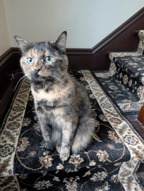 Photo of a tortie cat with a skeptical expression blocking a path up stairs.