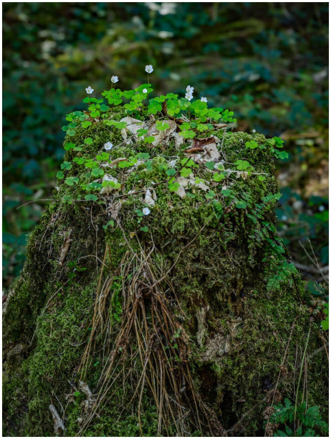 A moss-covered tree stump adorned with small green plants and white flowers, set against a blurred green forest background.