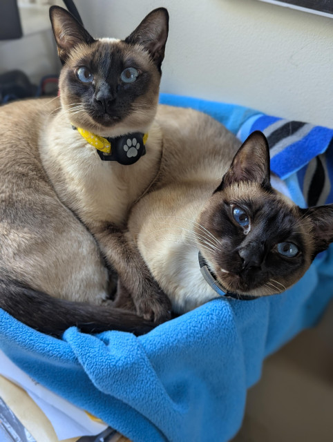 Two young Siamese cats curled together and overflowing like muffins from a rope basket on Liz's desk. Their intense blue eyes match their little blanket 