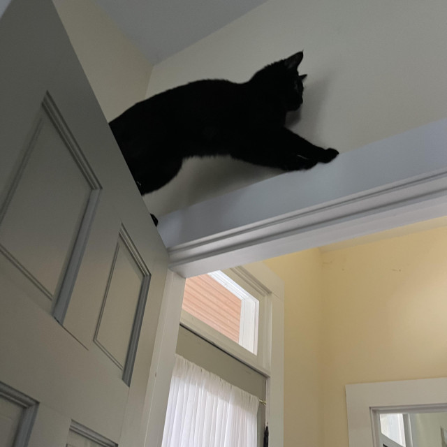 a black cat walks from a door ledge to the top of a doorway