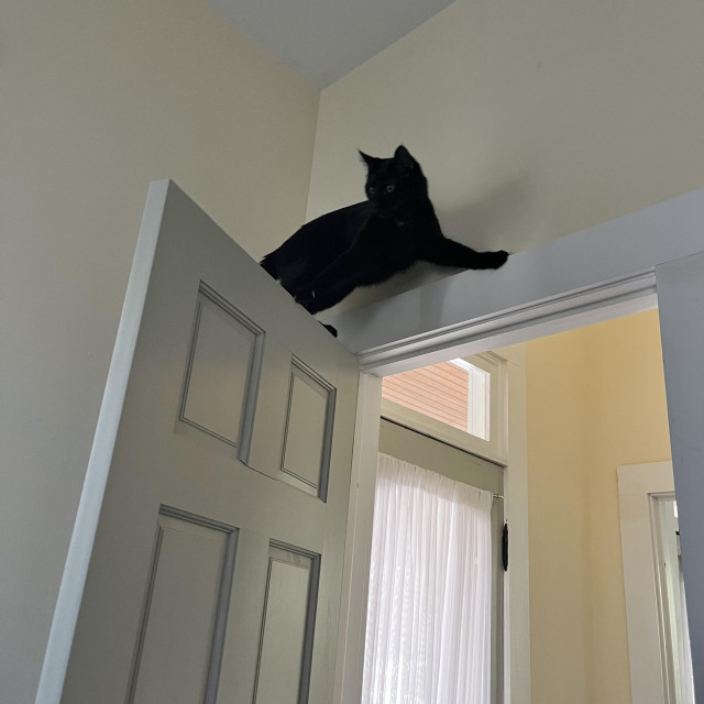 a cat on top of and open door looks back