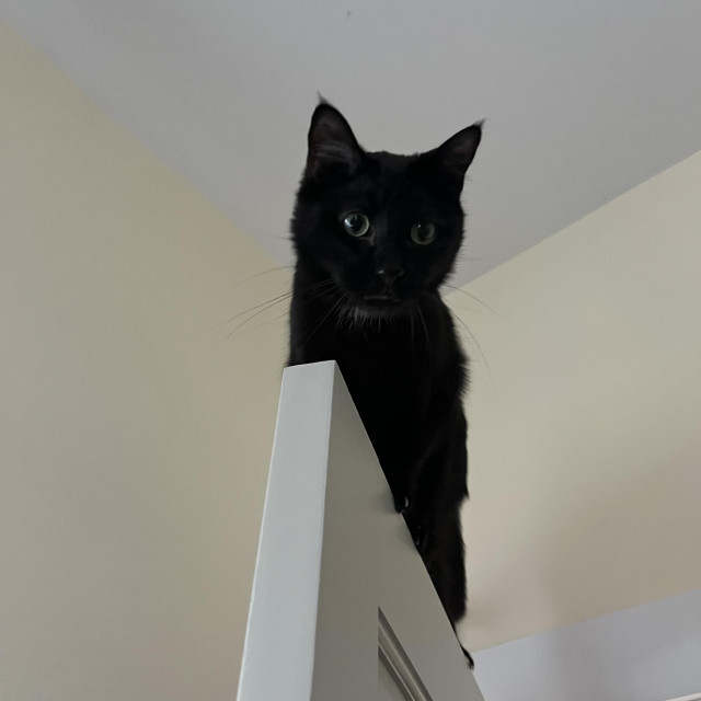 a black cat looks down on us from on top of an open door