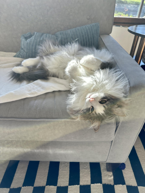 Thor, a fluffy grey and white bicolor half-Ragdoll combo of a cat, lying upside down on a grey sofa. He is looking up atchu with love in his eyes. 