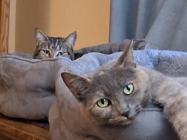 Daphne, our dilute tortoiseshell cat with fur in muted tones of grey, orange and cream, is lying in her grey cat bed.  Her head and one foreleg are draped over the edge of the bed.  She is looking at the camera with gentle, lime-colored eyes.  Behind Daphne, in her own grey cat bed is Pax, our brown tabby cat with white markings.  Her head is peeking out of the bed.  All we can see of her are her sleepy amber-colored eyes and the top of her head.