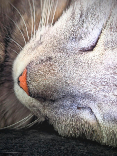 Gros plan sur la tête de la grise. Tout est gris sauf son nez tout rose