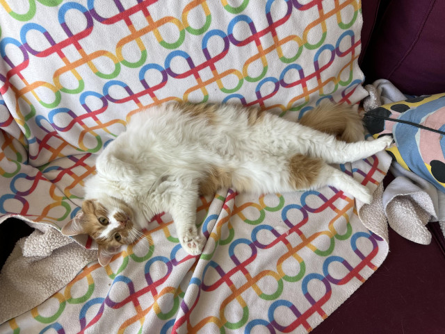 An orange and white cat lolls belly up on a rainbow command symbol blanket