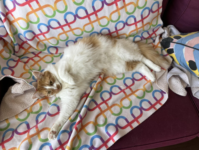 An orange and white cat lolls belly up on a rainbow command symbol blanket
