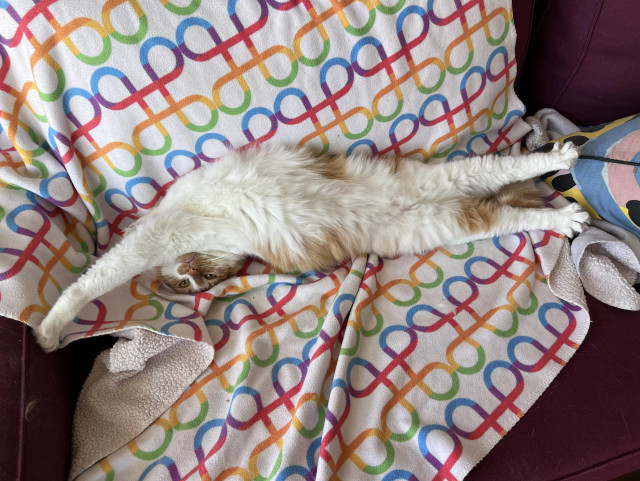 An orange and white cat lolls belly up on a rainbow command symbol blanket