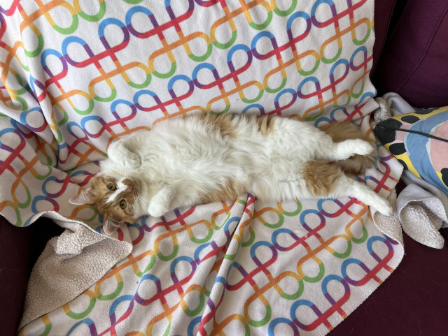 An orange and white cat lolls belly up on a rainbow command symbol blanket