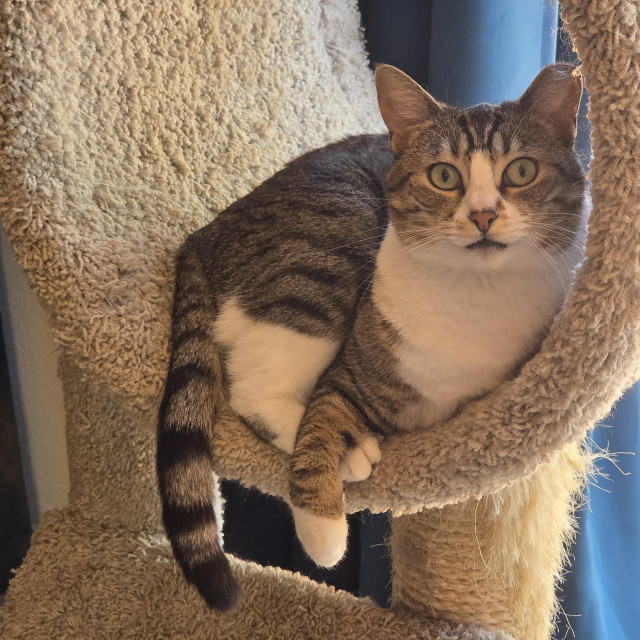 Tilly is a brown and black tabby with white chest, white hind legs, white front paws, and white blaze on her nose. She has green eyes that are wide open and round as she looks alertly as the camera as though waiting for the mischief to begin. She lounges inside a large, beige-carpeted tube in a piece of cat furniture. 