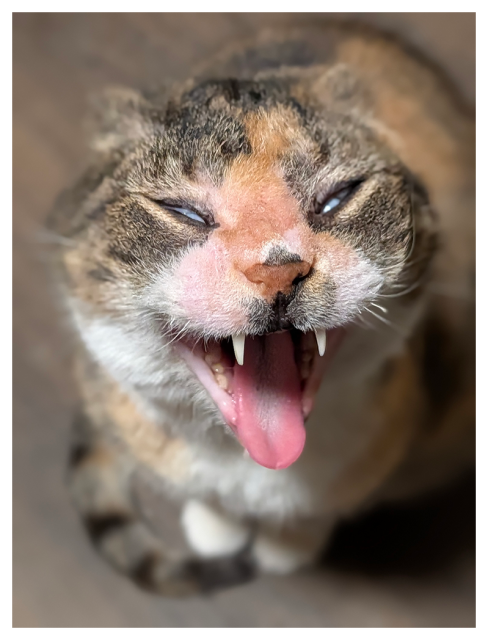 high-angle close-up of a calico cat with white markings mid-yawn with ears back, eyes nearly closed, mouth wide open showing sharp teeth and pink tongue. the background is out focus dark wood tile.