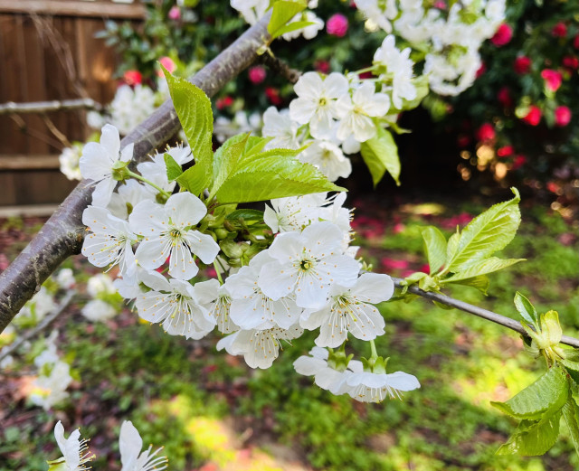 Bright white cherry blossoms with blossoming bushes in the background.