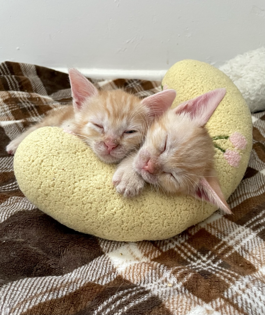 Two small orange kittens sleeping with their heads resting on a neck pillow